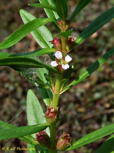 {Rotala ramosior}